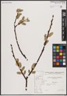 Foto von Salix caprea L.